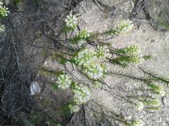 Dischisma ciliatum ciliatum