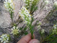 Dischisma ciliatum ciliatum