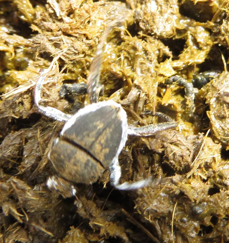 Neosisyphus spinipes
