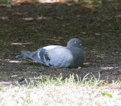 Columba livia domestica