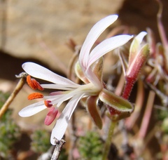 Pelargonium alternans