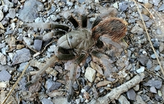 Aphonopelma peloncillo
