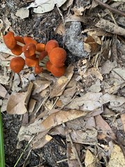 Marasmius vagus