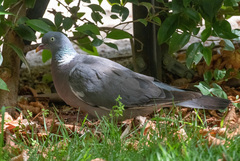 Columba palumbus