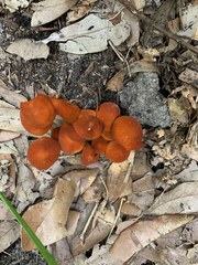 Marasmius vagus