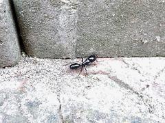 Plectroctena mandibularis