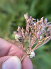 Anthodiplosis eutrochii