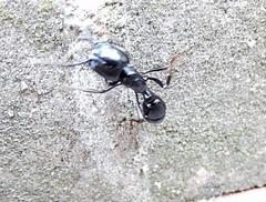 Plectroctena mandibularis