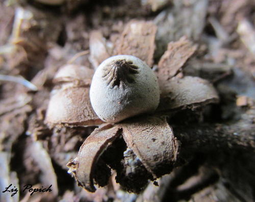 Geastrum kotlabae image