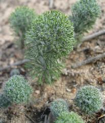 Eriospermum paradoxum