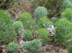 Eriospermum paradoxum