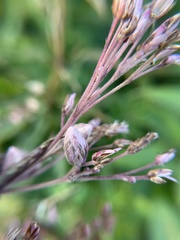 Anthodiplosis eutrochii