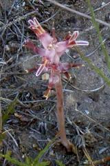 Lachenalia sessiliflora