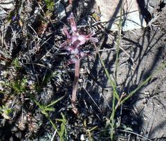 Lachenalia sessiliflora