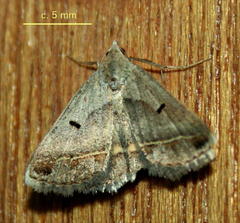 Acantholipes trimeni