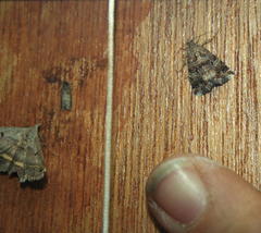 Acantholipes trimeni