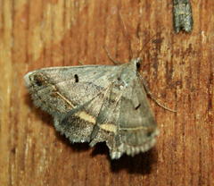Acantholipes trimeni