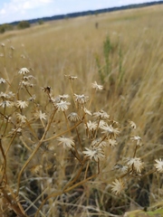 Jacobaea grandidentata