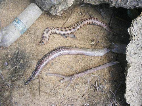 Gymnothorax undulatus