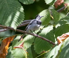 Motacilla alba