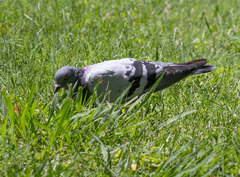 Columba livia domestica