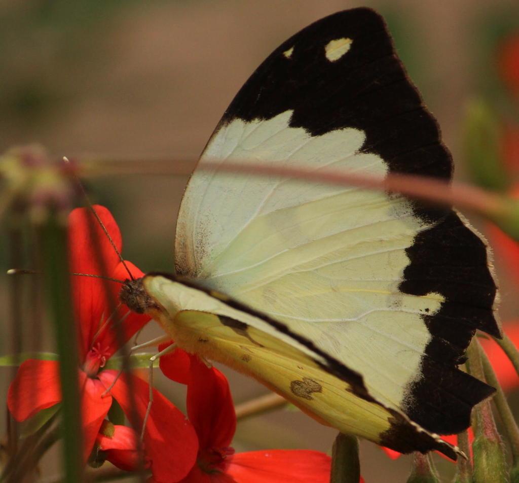 Vine-leaf Vagrant