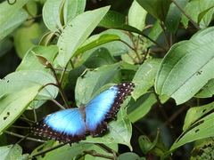 Morpho deidamia polybaptus