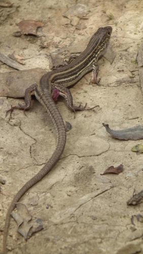 Albany Sandveld Lizard