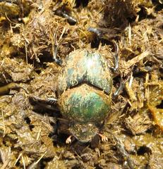 Proagoderus aciculatus