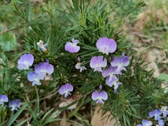 Psoralea pinnata