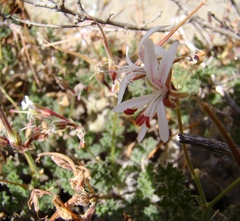Pelargonium alternans