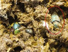 Proagoderus aciculatus