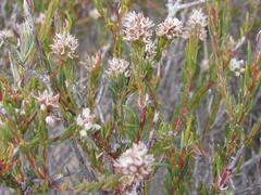 Phylica agathosmoides