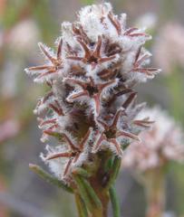 Phylica agathosmoides