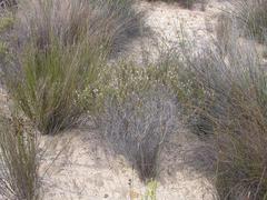 Phylica agathosmoides