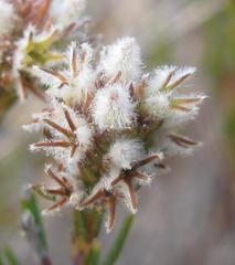 Phylica agathosmoides