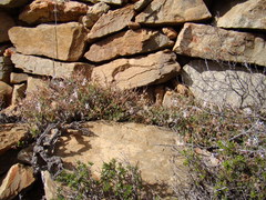 Pelargonium alternans