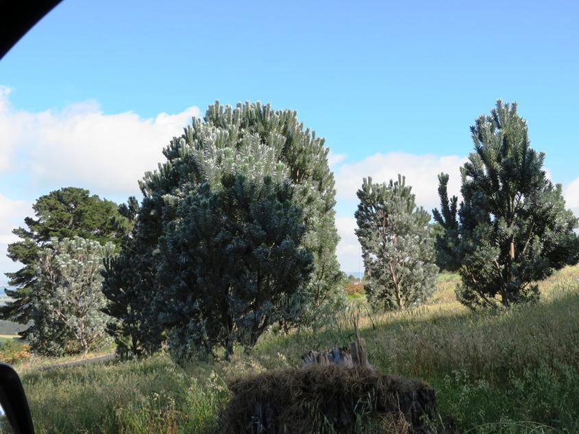 Leucadendron argenteum,  Helderberg Rural