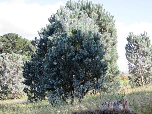 Leucadendron argenteum
