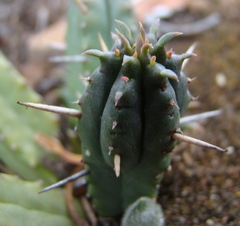 Euphorbia nesemannii