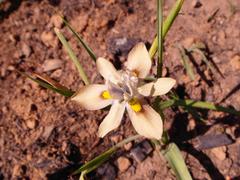 Moraea vegeta