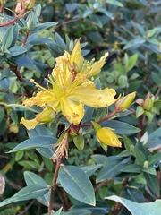 Hypericum laricifolium