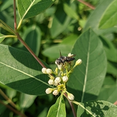 Coelioxys octodentatus
