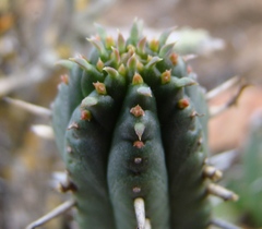 Euphorbia nesemannii