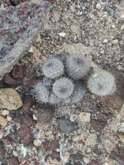 Mammillaria blossfeldiana