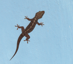 Phyllopezus pollicaris