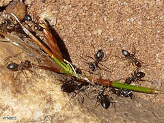 Anoplolepis steingroeveri