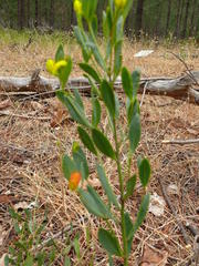 Rafnia capensis capensis