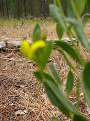 Rafnia capensis capensis