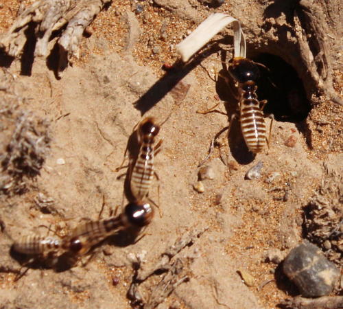 Photo of Northern Harvester Termite (Hodotermes mossambicus)